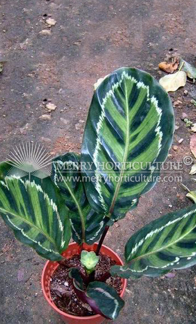 Calathea medallion